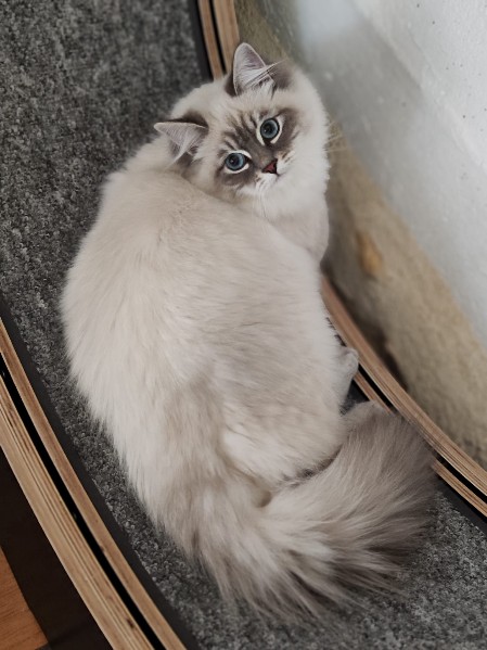 beauty cat 