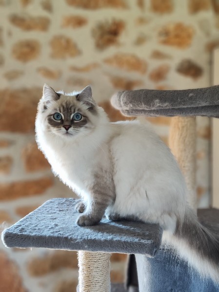 Ulyana la beaute russe  beauty cat