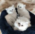 Chatterie de l'etoile d'hiver