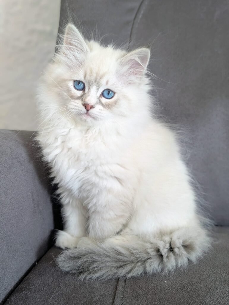 chaton sibérien