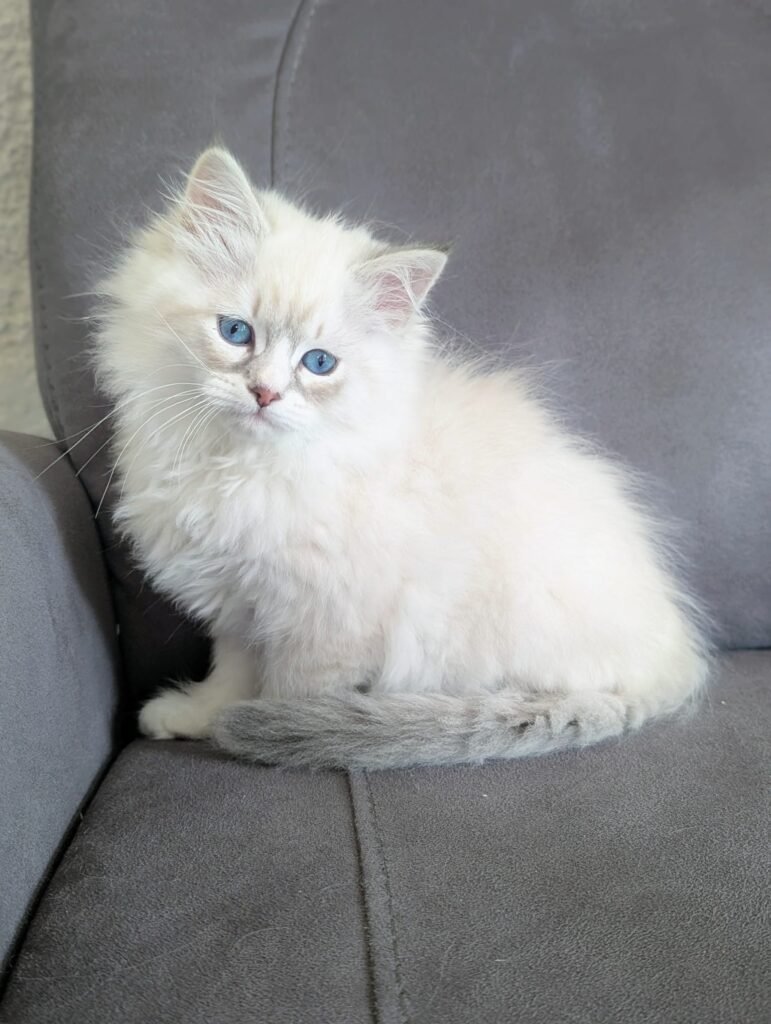 chaton siberien neva masquerade