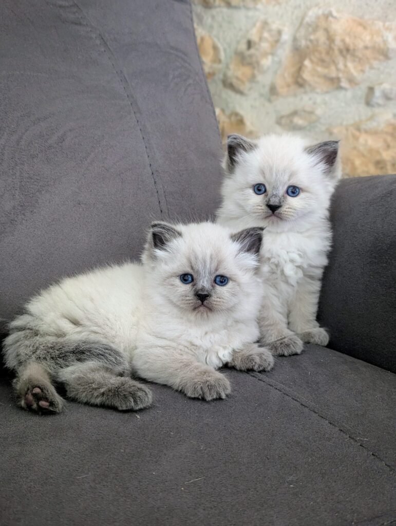 chatons sibériens