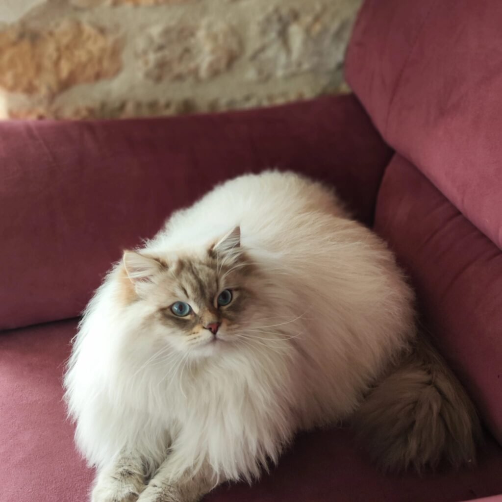 Louis de l'étoile d'hiver
neva masquerade