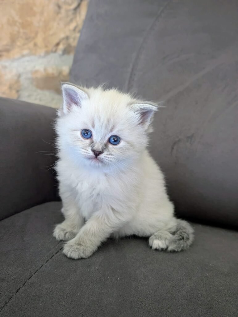 chaton sibérien