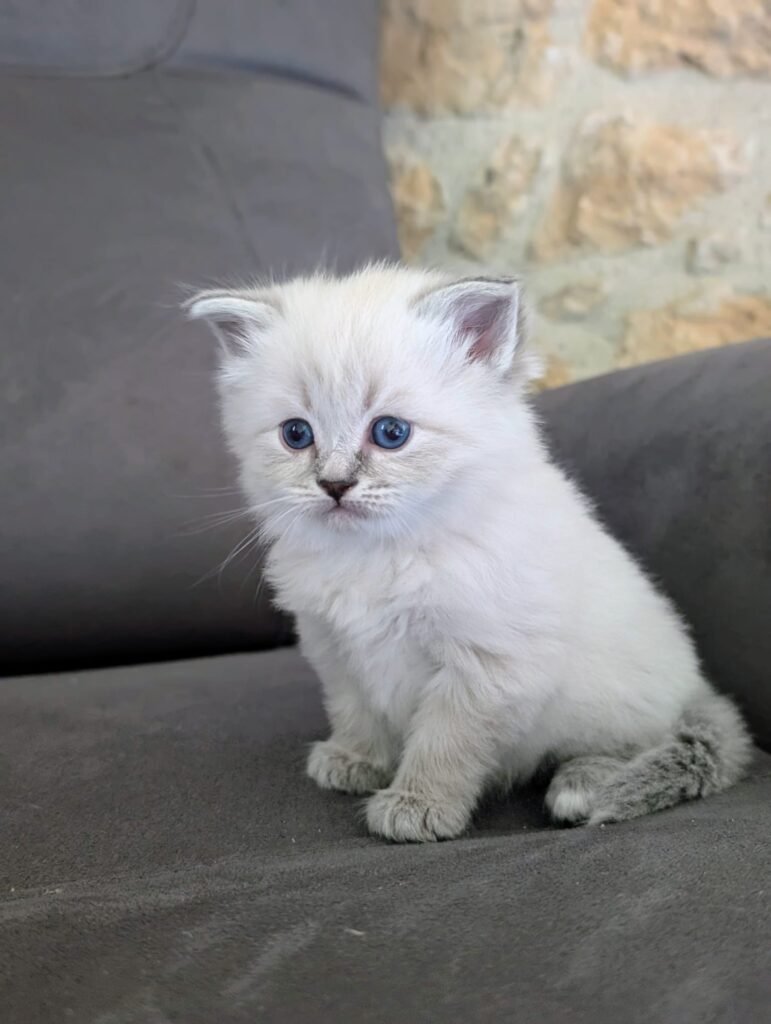 chaton neva masquerade blue tebby point