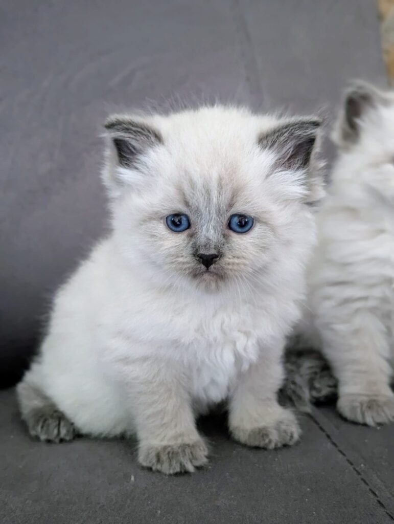 chaton siberien