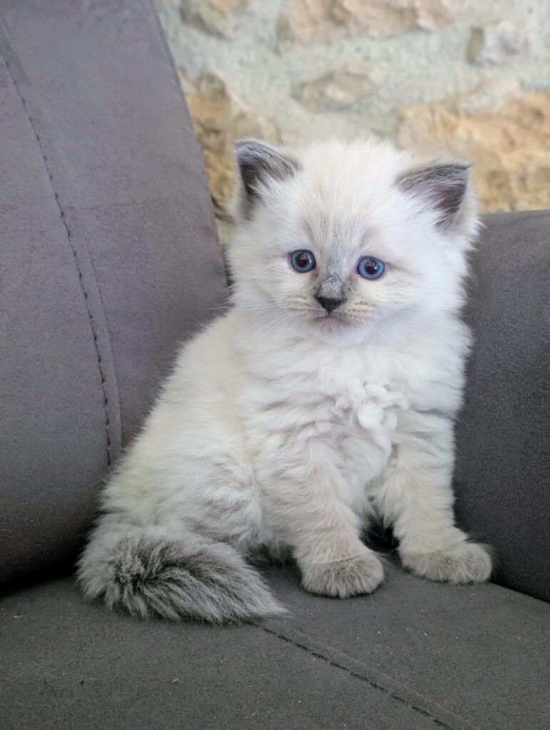 chaton hypoallergénique