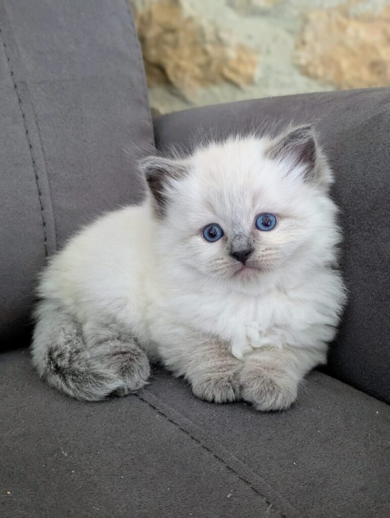 male blue point