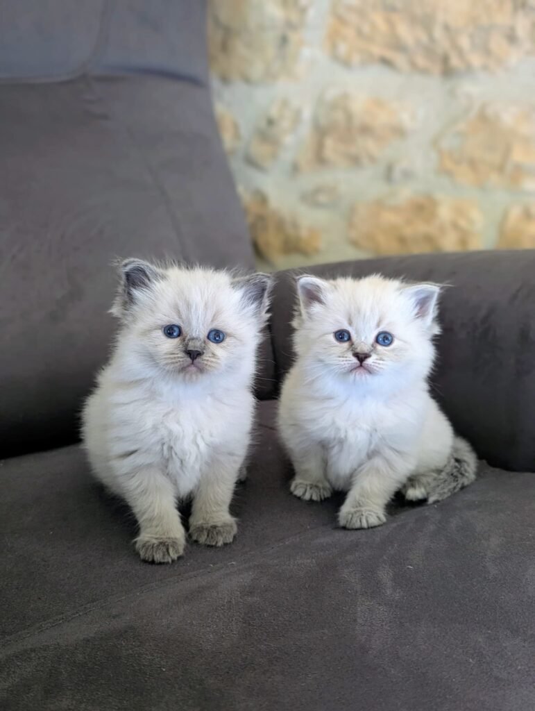 chaton neva masquerade