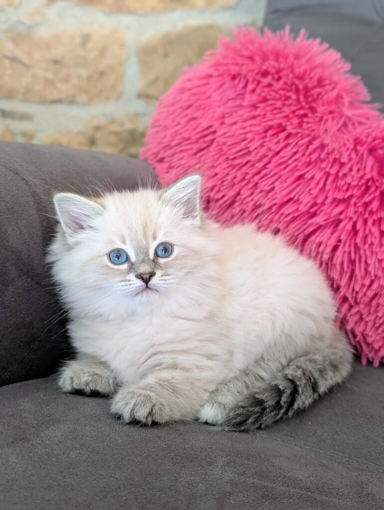 chaton siberien neva masquerade