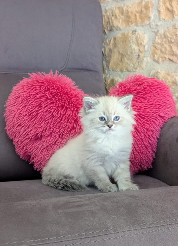 neva masquerade chaton disponible