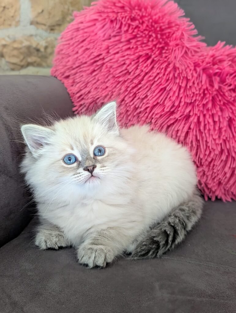 chaton hypoallergénique