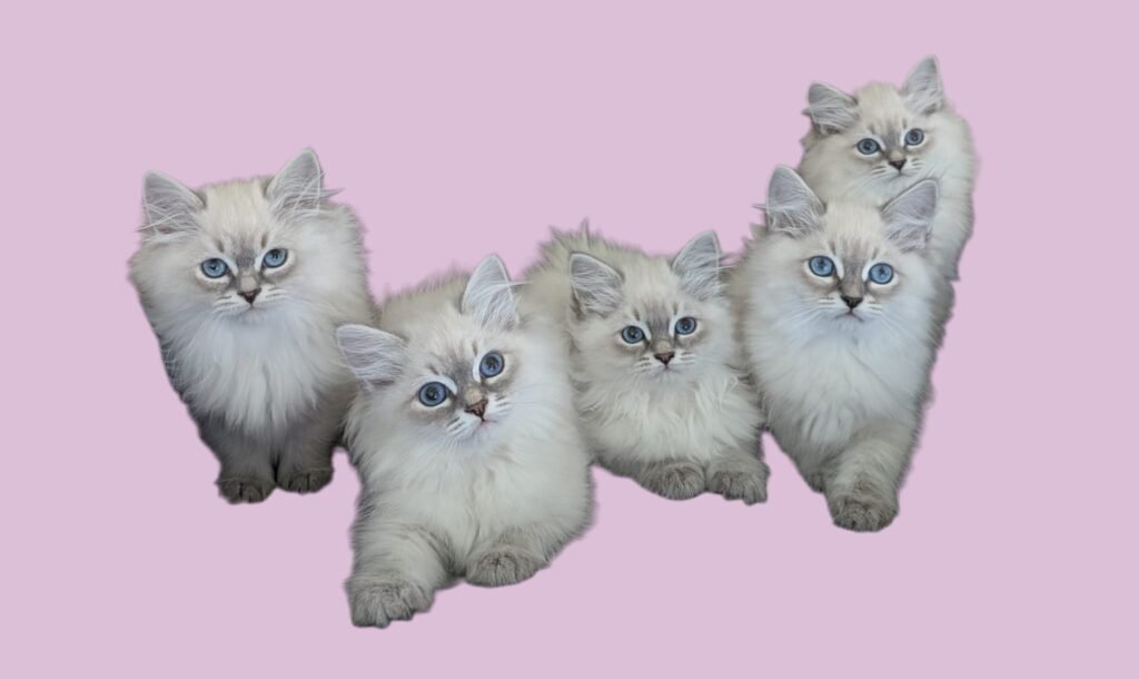 chatons siberiens